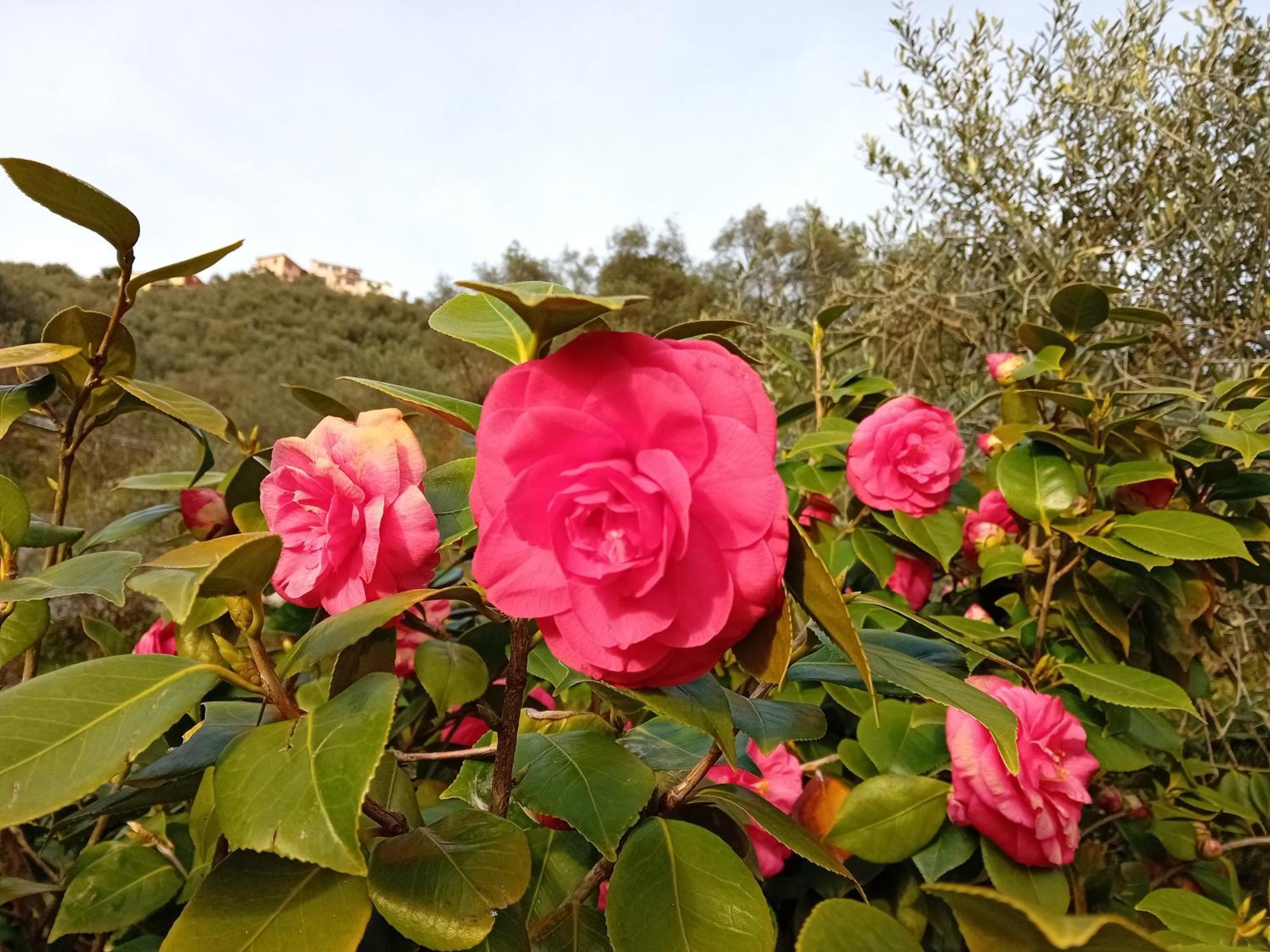 B&B Vignola Levanto Kültér fotó